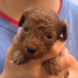 Toy poodle female - Red  female Poodle puppy in Crete, Illinois from Plum Valley Pups
