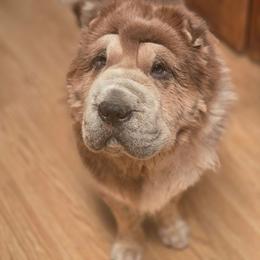 Gizmo - White male Chinese Shar-Pei puppy in Rome, Pennsylvania from Maynard Hills Chinese Sharpeis