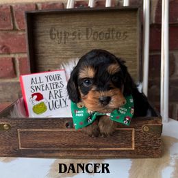 Dancer - Black and tan male Cavapoo puppy in Herriman, Utah from Gypsi Doodles & Poodles LLC.