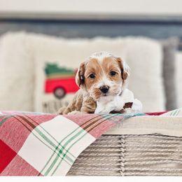 Hearth - Red  male Goldendoodle puppy in Punta Gorda, Florida from Transformation Acres Goldendoodle