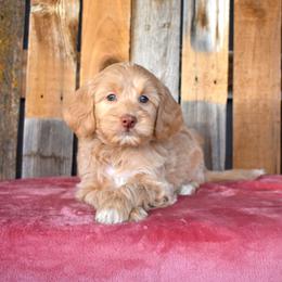 Lucy - Apricot female Goldendoodle puppy in Macedon, New York from Toodles Goldendoodles