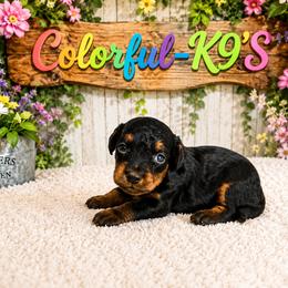 Willow - Black and tan female Cavapoo puppy in Myrtle Beach, South Carolina from Colorful-K9'S