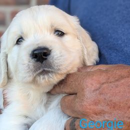 Georgie - Light golden male Golden Retriever puppy in Winnsboro, Texas from Goldway Golden Retrievers