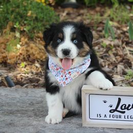 Australian Shepherd and Miniature Australian Shepherd Puppies from Canyon Creek Aussies