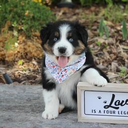 Australian Shepherd and Miniature Australian Shepherd Puppies from Canyon Creek Aussies
