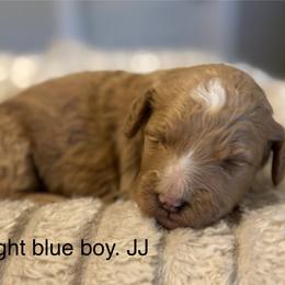 Light blue boy JJ - Red  male Goldendoodle puppy in Vian, Oklahoma from Dog Days Doodles