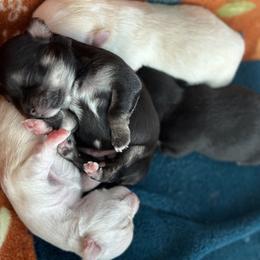 Chihuahua Puppies from Wild Mountain Chihuahuas