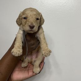 B1 - Black male Poodle puppy in Valdosta, Georgia from Posh Poodles