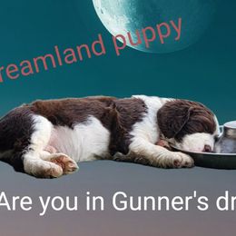 Gunner (orange collar) - Liver and white male English Springer Spaniel puppy in Talbott, Tennessee from Cant Stop A Dream Springers
