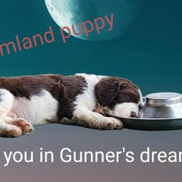 Gunner (orange collar) - Liver and white male English Springer Spaniel puppy in Talbott, Tennessee from Cant Stop A Dream Springers