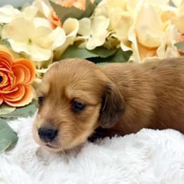 Greer - Red female Dachshund puppy in Exeter, California from Sawtooth Miniature Dachshunds