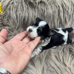 Grump - Black & tan tri-color male Morkie puppy in Taylorsville, North Carolina from Mountain Top Hot Tailz