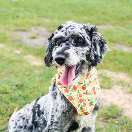 Mae - Cockapoo