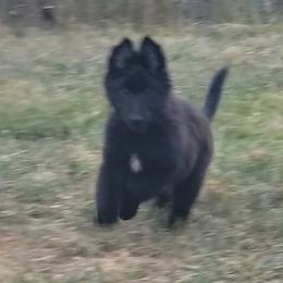 Girl 1 Yellow collar - Black female Belgian Sheepdog puppy in Green Bluff, Washington from Clawson Belgians