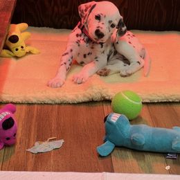 Pink Girl - White and black female Dalmatian puppy in Colome, South Dakota from KB Ridgebacks and Dals, LLC