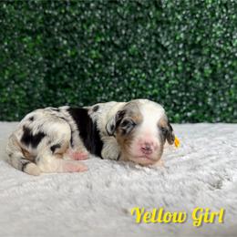 Yellow girl - Merle female Bernedoodle puppy in Modesto, California from Two Doods Doodles