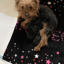 Yorkshire Terrier puppies from Dbos Furry Friends