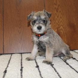 Miniature Schnauzer Puppies from Schnauzers on Robinson Lane