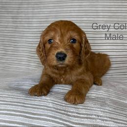 Grey Collar Male - Red  male Goldendoodle puppy in Pasadena, Texas from Knightsbane Standard Poodles