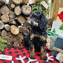 Echo - Phantom Poodle puppy in North Carolina from The Silver Collar