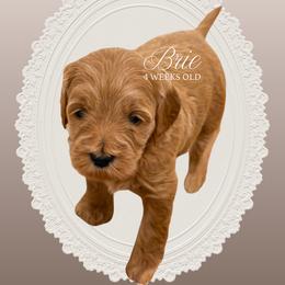 Brie - Apricot female Goldendoodle puppy in Garden Grove, California from Sunkissed Doodles
