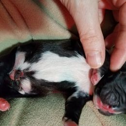 Boxer Puppies from Winchester Boxers