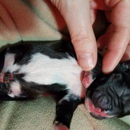 Boxer Puppies from Winchester Boxers