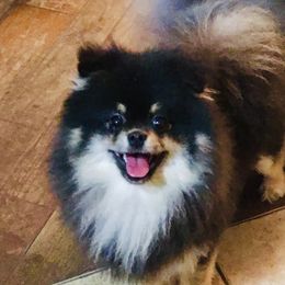 Lilo - Pomeranian