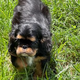 Alice - Black and tan female English Toy Spaniel puppy in Pennsylvania from Enchanting Charlies