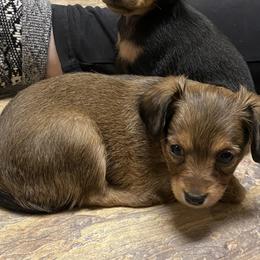 Prague Ratter Puppies from North Star Gem’s Prague Ratters