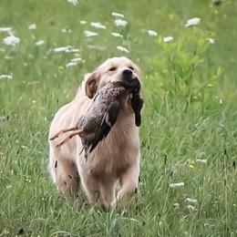 Golden Retrievers from Winstone Goldens