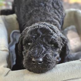 Girl 2 - female Poodle puppy in Columbia, South Carolina from Tommy Jones