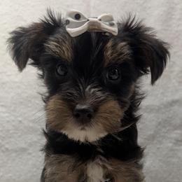Phoebe - Black and gold female Yorkshire Terrier puppy in Palm Coast, Florida from Fiesta Pups