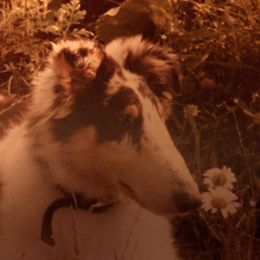 Collie Puppies from Aredhel Collies