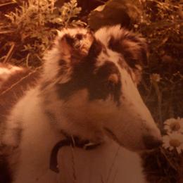 Collie Puppies from Aredhel Collies