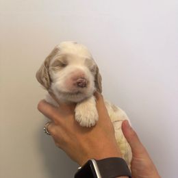 Oakley - Cream female Springerdoodle puppy in Athens, Georgia from Georgia Springerdoodles