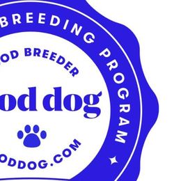 Boston Terriers and Yorkipoos from Syd's Designer Breeds of NC