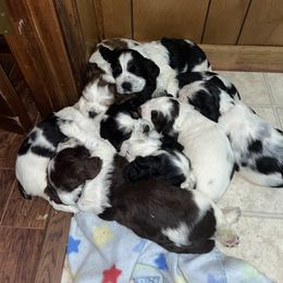 English Springer Spaniel Puppies from Cedar Ridge Kennels