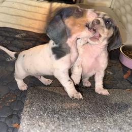 Boy2 - Piebald male Dachshund puppy in Stockton, California from Royalty Weenies