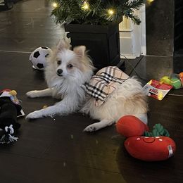 Pomeranian Puppies from ARC Kennels