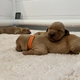 Golden Retriever Puppies from New Beginnings Acres Golden Retrievers