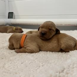 Golden Retriever Puppies from New Beginnings Acres Golden Retrievers