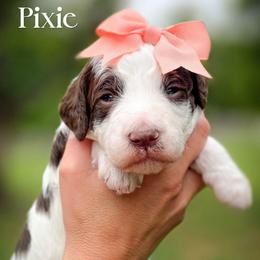 Pixie - Parti female Double Doodle puppy in Cleveland, Tennessee from Edgewater Doodles & Designer Pups