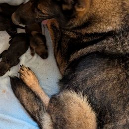 Girl 1 - Sable female German Shepherd puppy in Springtown, Texas from Odom's German Shepherds