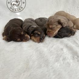 Dachshund Puppies from Dogwood Doxies