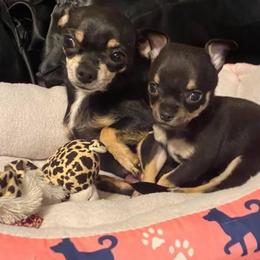 Buppy - Chihuahua