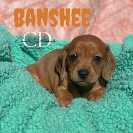Banshee - Dapple female Dachshund puppy in Huntington, Texas from Camacho_Dachshunds