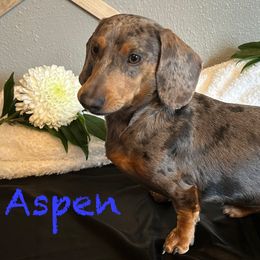 Aspen - Dachshund