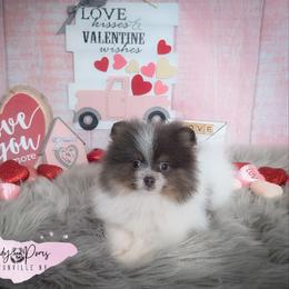 Blizzard - Pomeranian puppy from Sandy Aussies & Pomeranians