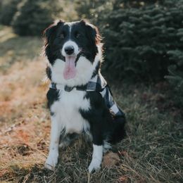 Ayla - Australian Shepherd